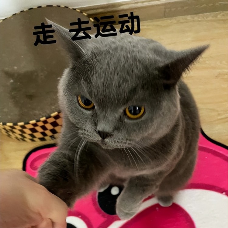 冬季养猫牢记这7点让猫咪强身健体少生病！