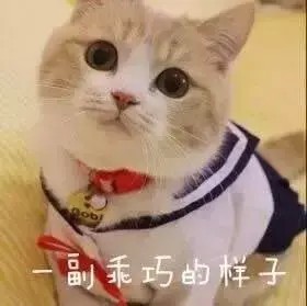 猫咪原来这么聪明！你家毛孩子有什么技能么？