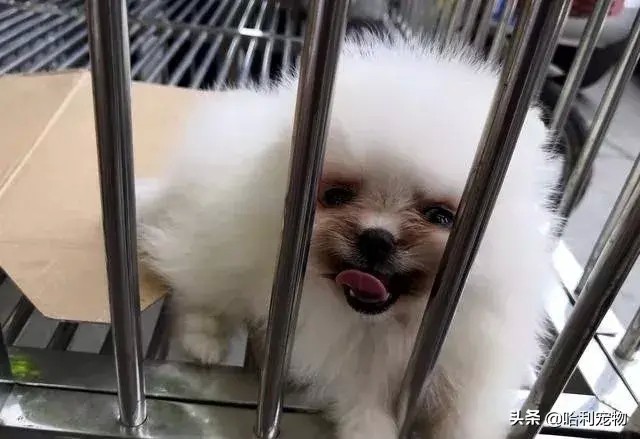 逛小镇狗市金毛拉布拉多马犬等品种真多带你看看各种狗的价格