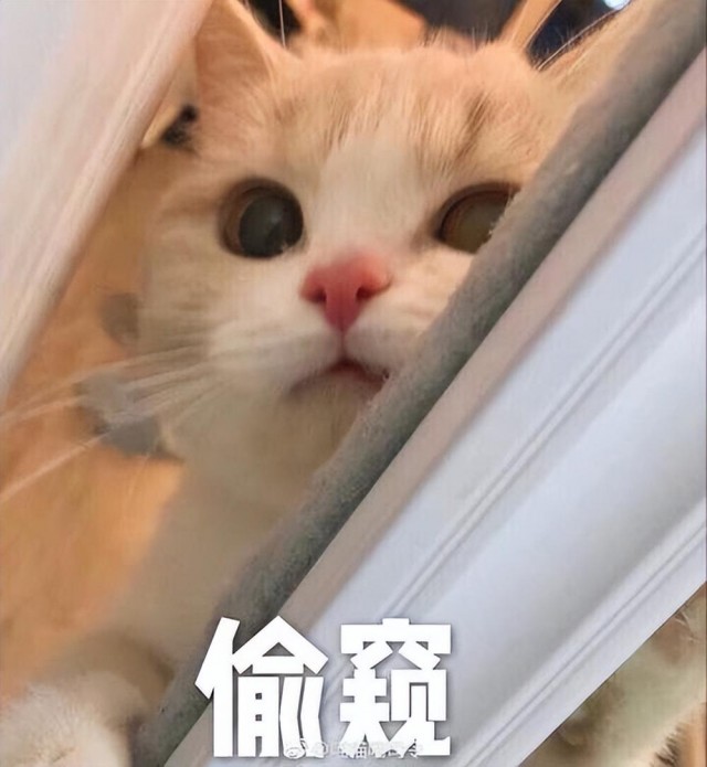 猫咪在你睡着之后做这些事情，证明你是个“有福”的人！