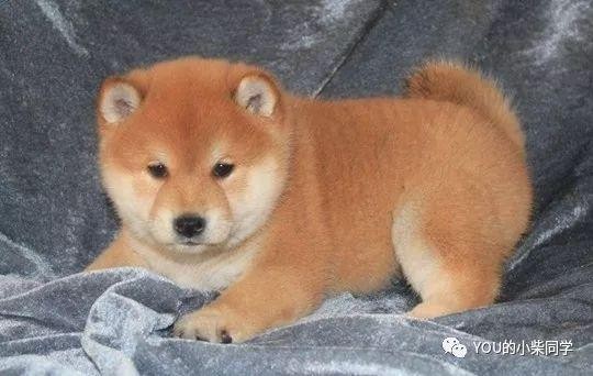 柴犬为什么那么贵柴犬的价格取决于这几点