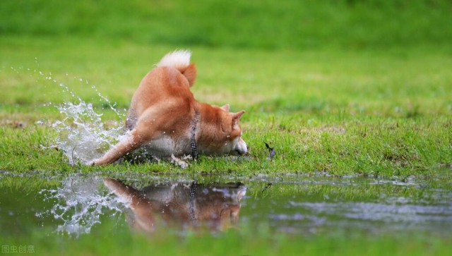 最难养的5大宠物犬你一定都知道